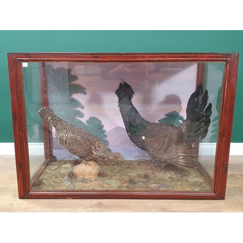 1118 - An impressive glazed taxidermy Case displaying a cock and hen Capercaillie each on rock perches with... 