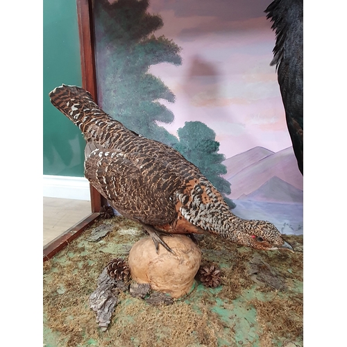 1118 - An impressive glazed taxidermy Case displaying a cock and hen Capercaillie each on rock perches with... 