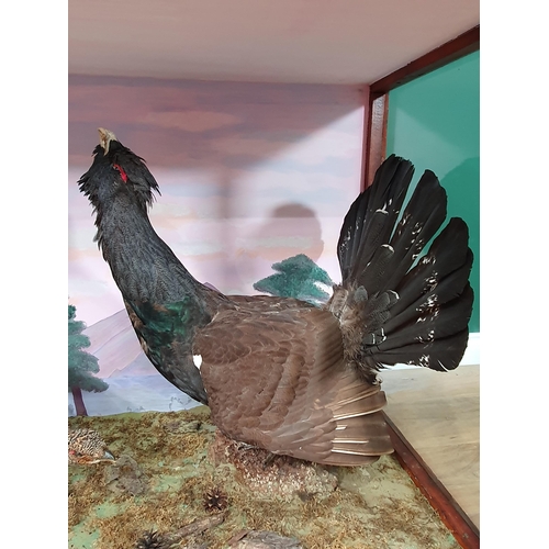 1118 - An impressive glazed taxidermy Case displaying a cock and hen Capercaillie each on rock perches with... 