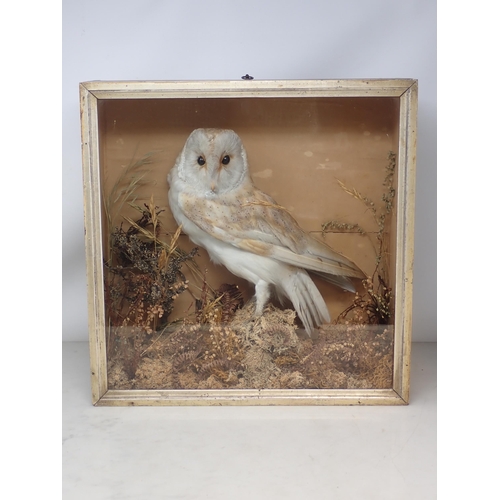 1119 - An antique taxidermy Case displaying a mounted Barn Owl on moss covered stump 1ft 6in W x 1ft 4in H