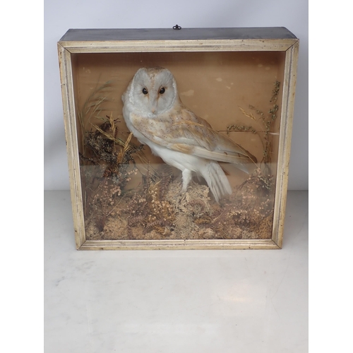 1119 - An antique taxidermy Case displaying a mounted Barn Owl on moss covered stump 1ft 6in W x 1ft 4in H