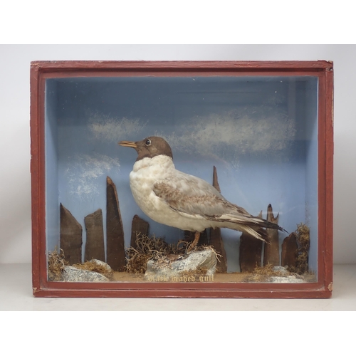 1120 - A taxidermy Case displaying a first summer Black-headed Gull on rock effect base 1ft 5in W x 1ft 1in... 