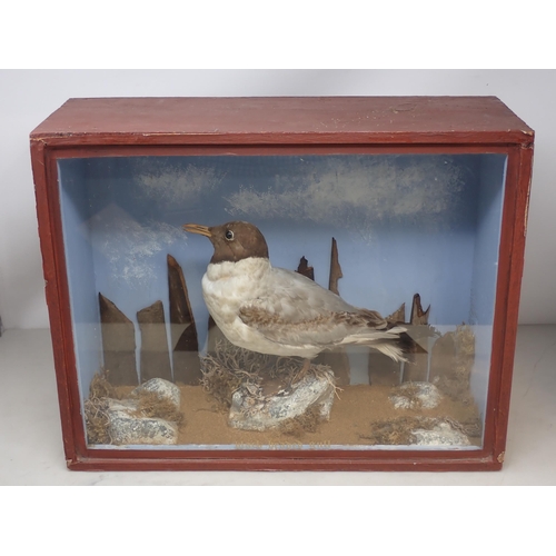 1120 - A taxidermy Case displaying a first summer Black-headed Gull on rock effect base 1ft 5in W x 1ft 1in... 