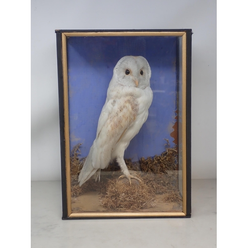 1121 - An antique ebonised taxidermy Case displaying a mounted Barn Owl on moss covered rock 16in H x 11in ... 