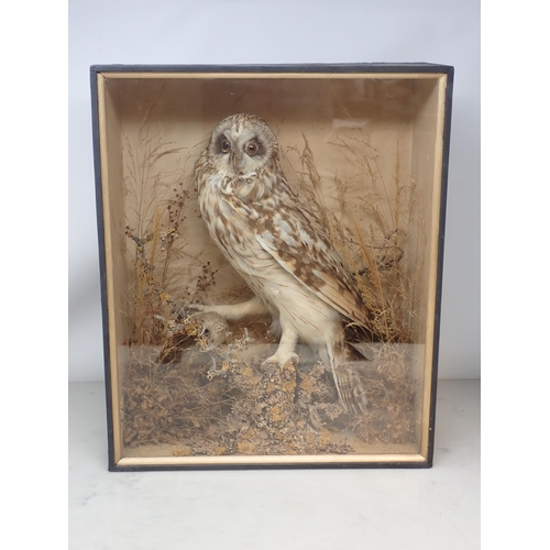 1122 - An antique ebonised taxidermy Case displaying a mounted Short-eared Owl with mouse prey upon lichen ... 