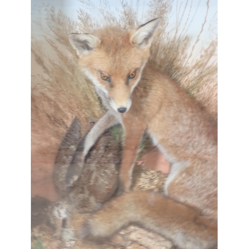 1123 - An ebonised taxidermy Case displaying a Fox with Woodcock prey upon lichen covered rock amongst gras... 