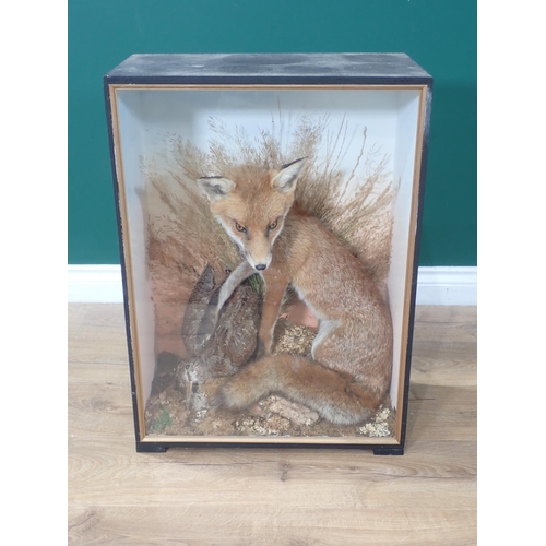 1123 - An ebonised taxidermy Case displaying a Fox with Woodcock prey upon lichen covered rock amongst gras... 