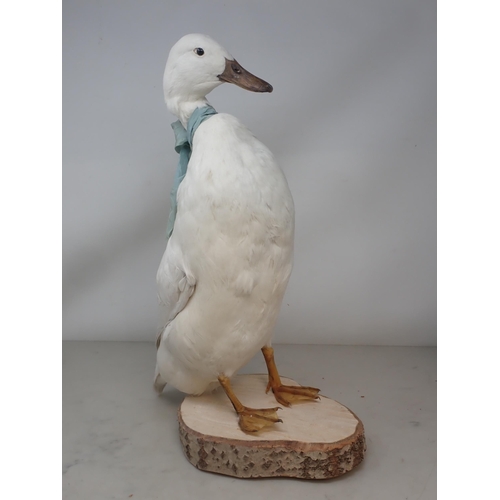 1129 - A taxidermy white domestic Duck on wooden base 18in H