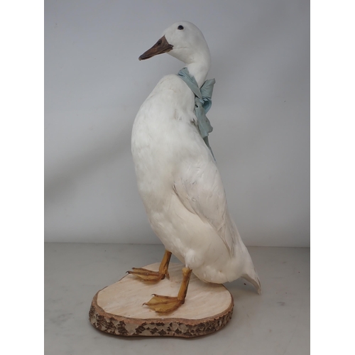 1129 - A taxidermy white domestic Duck on wooden base 18in H