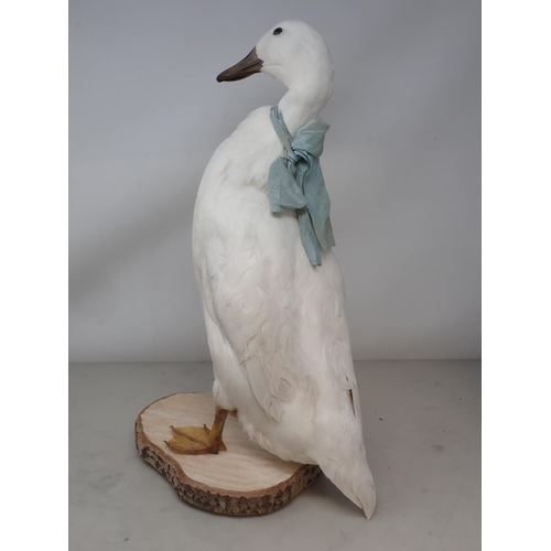 1129 - A taxidermy white domestic Duck on wooden base 18in H