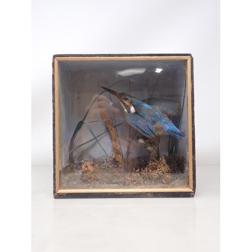 1194 - An antique ebonised taxidermy Case displaying a mounted Kingfisher in naturalistic setting with blue... 