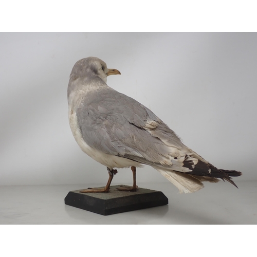 1196 - A taxidermy adult Kittiwake on wooden base