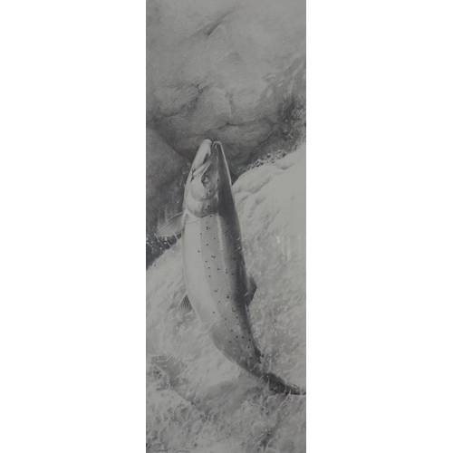 1207 - TERENCE LAMBERT.(b.1951) 'Atlantic Salmon taking a Fly', pencil drawing, signed, 27 1/4in x 9 1/4in