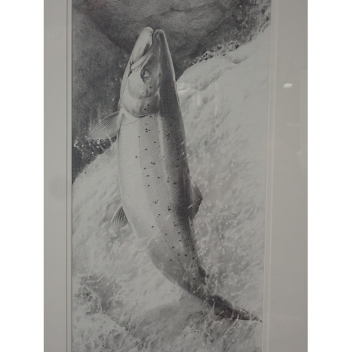 1207 - TERENCE LAMBERT.(b.1951) 'Atlantic Salmon taking a Fly', pencil drawing, signed, 27 1/4in x 9 1/4in