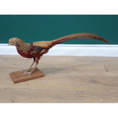 1208 - A taxidermy cock Golden Pheasant and leucistic cock Pheasant