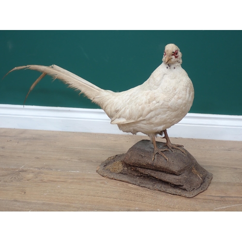 1208 - A taxidermy cock Golden Pheasant and leucistic cock Pheasant