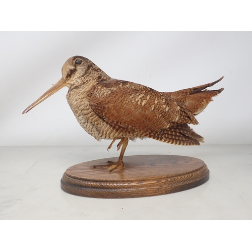 1209 - A taxidermy Eurasian Woodcock on oval oak base and a gilt frame displaying a pair of Archibald Thorb... 