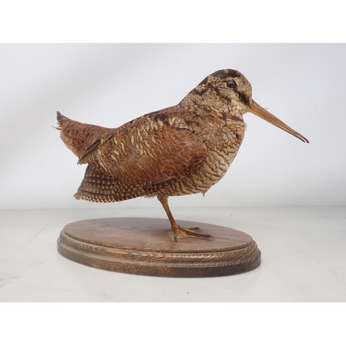 1209 - A taxidermy Eurasian Woodcock on oval oak base and a gilt frame displaying a pair of Archibald Thorb... 