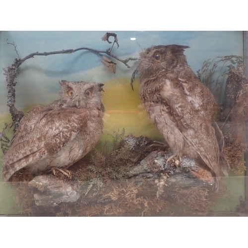 1210 - A glazed wall mounted taxidermy Case displaying a pair of Eurasian Scops Owls perched on a branch am... 