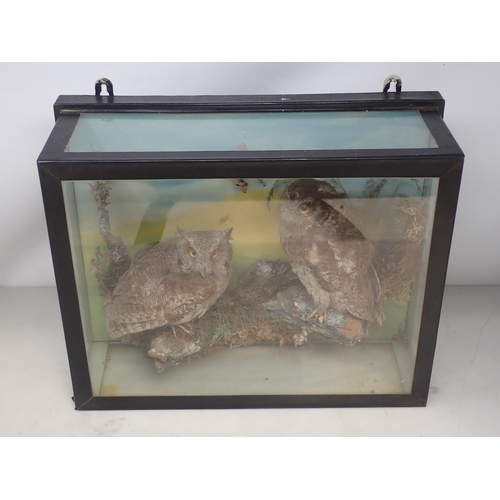 1210 - A glazed wall mounted taxidermy Case displaying a pair of Eurasian Scops Owls perched on a branch am... 