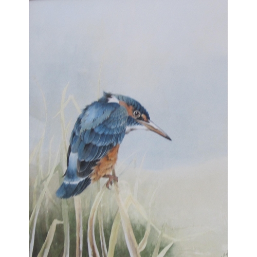 1231 - CHRISTOPHER HUGHES (b.1955) - Study of a Kingfisher perched on reeds, watercolour, signed (12½ x 10½... 