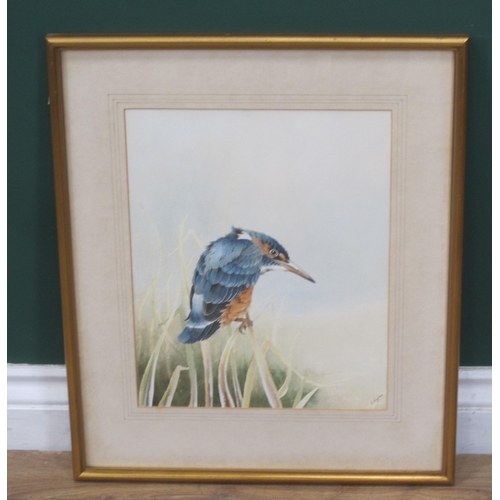 1231 - CHRISTOPHER HUGHES (b.1955) - Study of a Kingfisher perched on reeds, watercolour, signed (12½ x 10½... 