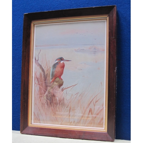 1231 - CHRISTOPHER HUGHES (b.1955) - Study of a Kingfisher perched on reeds, watercolour, signed (12½ x 10½... 