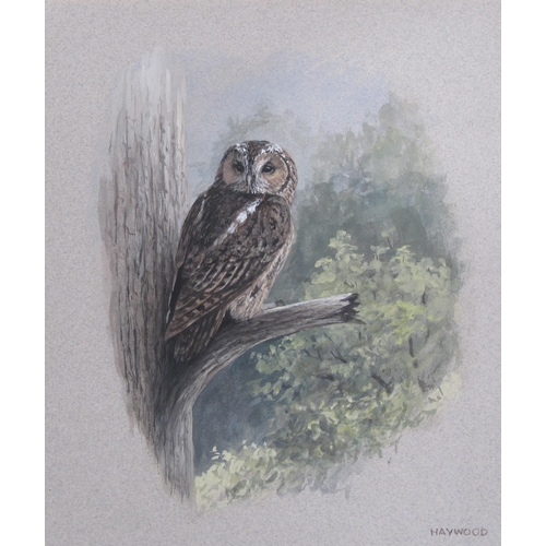 1232 - JOHN FRANK HAYWOOD (1936-1991) - Study of a Tawny Owl perched on a  branch, watercolour, signed, 10 ... 