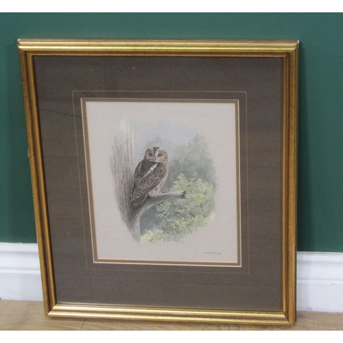 1232 - JOHN FRANK HAYWOOD (1936-1991) - Study of a Tawny Owl perched on a  branch, watercolour, signed, 10 ... 