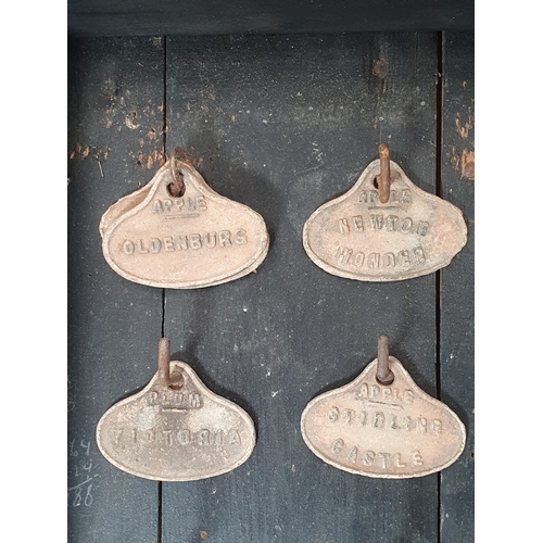 40 - A glazed ebonised Cabinet containing  a quantity of fruit tree labels on hooks, 21 x 15in