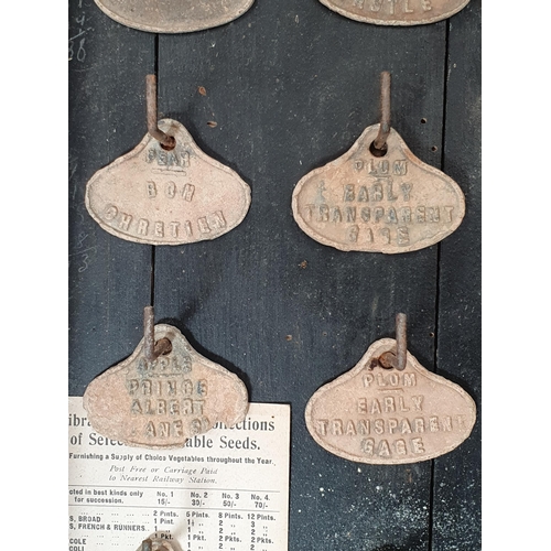 40 - A glazed ebonised Cabinet containing  a quantity of fruit tree labels on hooks, 21 x 15in