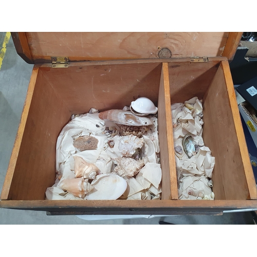 215 - A stained pine Box containing a variety of shells, box measures 15in W x 8in H