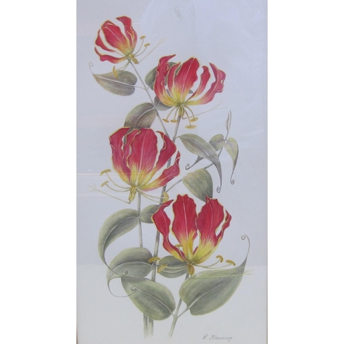 408 - B. FLEMING. Gloriosa Lily, pencil signed and inscribed on label verso, watercolour, 21 x 11½in; a wa... 