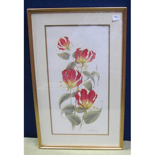 408 - B. FLEMING. Gloriosa Lily, pencil signed and inscribed on label verso, watercolour, 21 x 11½in; a wa... 