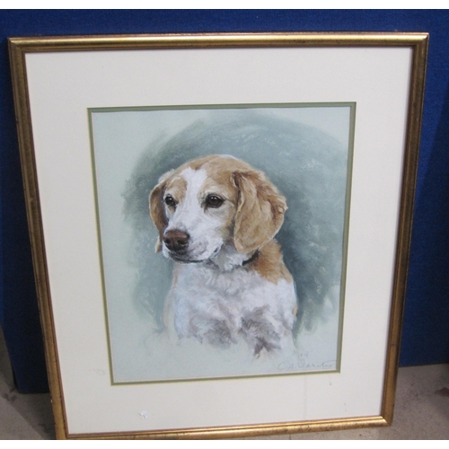 459 - CLAIRE VERITY. Head of a Beagle, signed and inscribed 'Meg' watercolour heightened with white, 16 x ... 