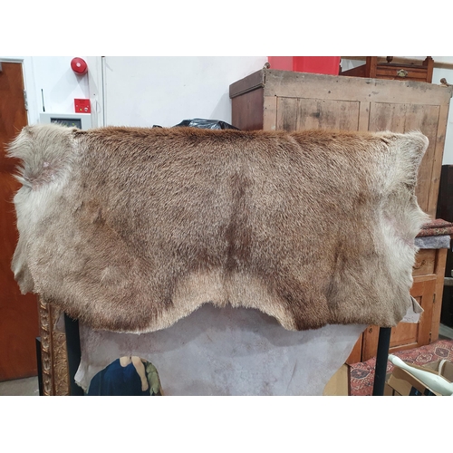 235 - A Taxidermy Red Deer Skin Pelt/Rug A/F. (OW).