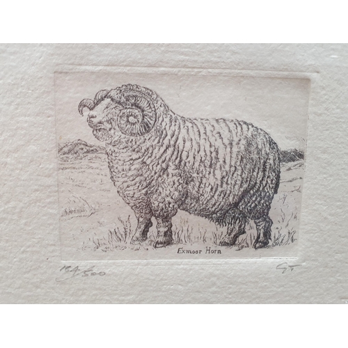 404 - Eleven Etchings and Prints of Sheep including Limited Editions by Lesley Holmes, etc