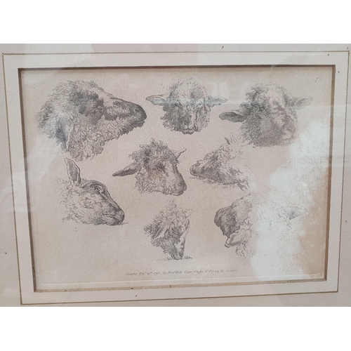 404 - Eleven Etchings and Prints of Sheep including Limited Editions by Lesley Holmes, etc