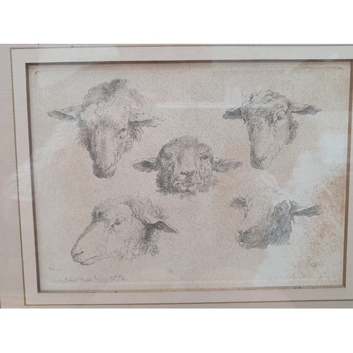 404 - Eleven Etchings and Prints of Sheep including Limited Editions by Lesley Holmes, etc