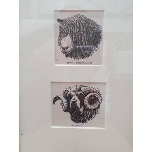 404 - Eleven Etchings and Prints of Sheep including Limited Editions by Lesley Holmes, etc