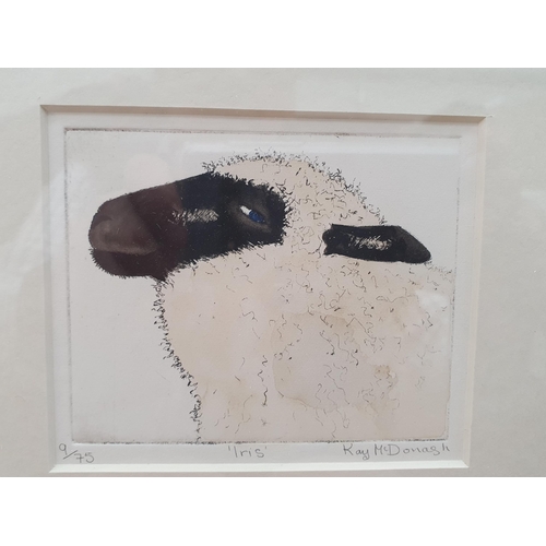 404 - Eleven Etchings and Prints of Sheep including Limited Editions by Lesley Holmes, etc