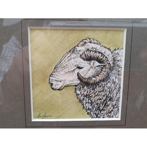 404 - Eleven Etchings and Prints of Sheep including Limited Editions by Lesley Holmes, etc