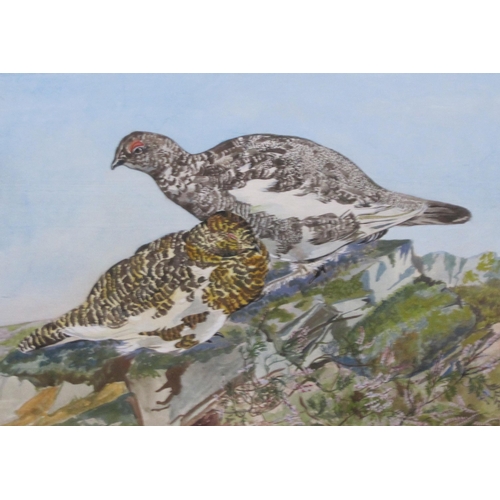 465 - DOROTHY KING. Capercaillie; Ptarmigan; and Crested Tits on Branches, signed, watercolour and gouache... 