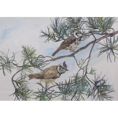 465 - DOROTHY KING. Capercaillie; Ptarmigan; and Crested Tits on Branches, signed, watercolour and gouache... 