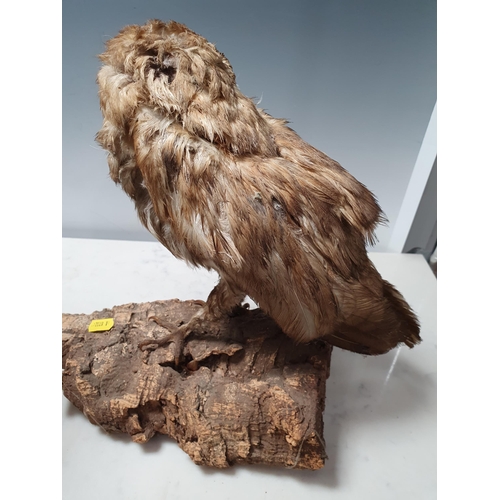 653 - A Taxidermy uncased Buzzard mounted on wooden branch A/F and a Taxidermy Barn Owl mounted on branch ... 