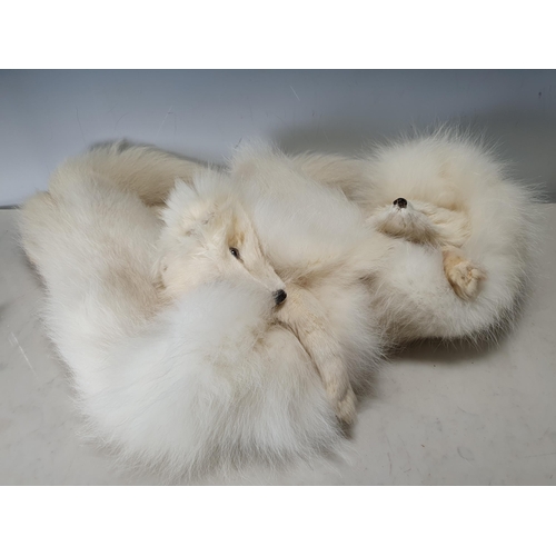 700 - A pair of Artic Fox Stoles. (R9).