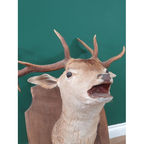 496 - A Taxidermy fallow Buck mounted on shield A/F. (R3).