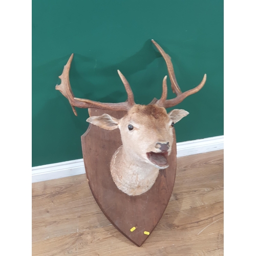 496 - A Taxidermy fallow Buck mounted on shield A/F. (R3).