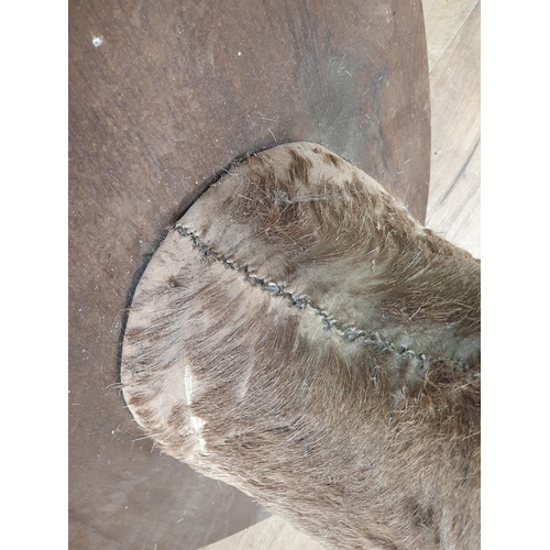 496 - A Taxidermy fallow Buck mounted on shield A/F. (R3).