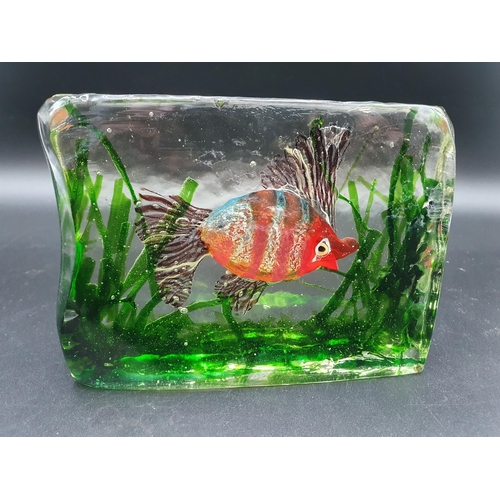 59 - A heavy glass Brick encapsulating a tropical fish amongst green seaweed, 6 1/2 x 5in. Similar to Dun... 